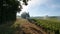 Foggy morning in the sunrise morning track trough the field of sunflowers. Miradoux, Lectoure. South of Frnace