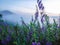 Foggy mountain before sunrise with purple flower