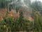 Foggy Mountainside Covered by Trees. Autumn Colors.