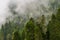 Foggy mountainside evergreen forest - layered pines in front of and behind fog