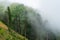 Foggy mountainside evergreen forest - layered pines in front of and behind fog