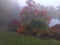 Foggy mysterious garden