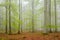 Foggy Natural Beech Tree Forest