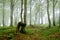 Foggy Natural Forest of Gnarled Beech Trees in Springtime