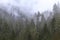 Foggy Oregon Forest