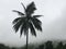 Foggy Palm Tree Jungle Mountain Silhouette