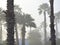 Foggy palm trees in the Rio Grande Valley on a Texas winter morning