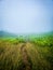 Foggy pathway meanders through a lush green field of tall grass.