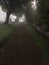 Foggy pathway under shadowy trees