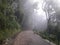 A foggy and peaceful way in Darjeeling