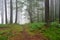 Foggy pine forest