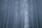 Foggy pinewood at dusk