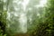 Foggy rainforest in the mist, Soft focus