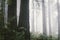 Foggy redwood forest