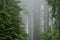 Foggy Redwood Forest