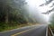 Foggy redwood forest landscape, Humboldt County, Northern California