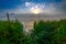 Foggy riverside at summer sunrise with tall grass