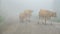 Foggy road with cows, dangerous