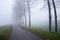 Foggy road with trees in fall and a distant cyclist