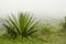 Foggy and rocky landscape with agavoideae plants