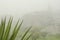 Foggy and rocky landscape with leaves of an agavoideae plant in the foreground