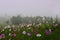 Foggy rural morning over summer meadow with blossoming cosmos flowers