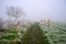 Foggy rural pathway through fields