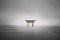 Foggy shot of the floating torii of Miyajima, Japan during rain