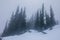 Foggy snow mountain in Mount Rainier National Park in Washington State during Spring