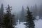 Foggy snow mountain in Mount Rainier National Park in Washington State during Spring