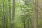 Foggy Spring Forest with Dogwood in Bloom