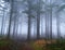 Foggy spruce forest