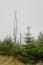 Foggy  spruce forest with dead tree in Ticknock mountains