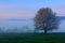 Foggy summer morning in the mountains. Blooming tree on the hill with fog. Tree from Sumava mountain, Czech Republic. Fog in the