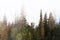 Foggy summery morning on hillside taiga forest with candle-like spruce trees