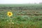 Foggy sunflower field near an old rural road on a rainy autumn day