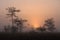 Foggy sunrise in Everglades National Park.