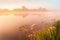 Foggy sunrise on a Teterev river in Polesie