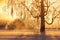 Foggy sunrise in a wintery frosty birch tree. Estonian nature.