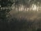 A Foggy Swamp at Sunrise