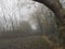 Foggy tree arch