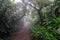 Foggy Trees in the Mombacho Cloud Forest