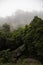 Foggy tropical forest tree tops