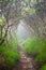 Foggy Tunnel of Rhododendron Bushes