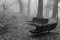 Foggy View of Benches in a Mountain Park