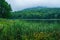 A Foggy View of reeds by Abbott Lake, Peaks of Otter