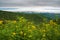 A Foggy View of the Shenandoah Valley And Wildflower