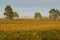 Foggy view of vineyard in the morning in Coonawarra winery region during Autumn in South Australia.