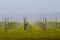 Foggy vineyard photography