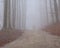 Foggy walk in the forest